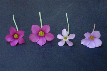 Oxalis hirta